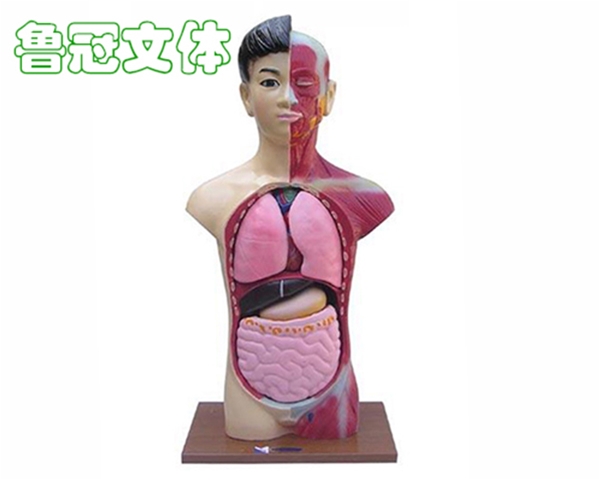 LG-JXSB0016頭頸軀干模型